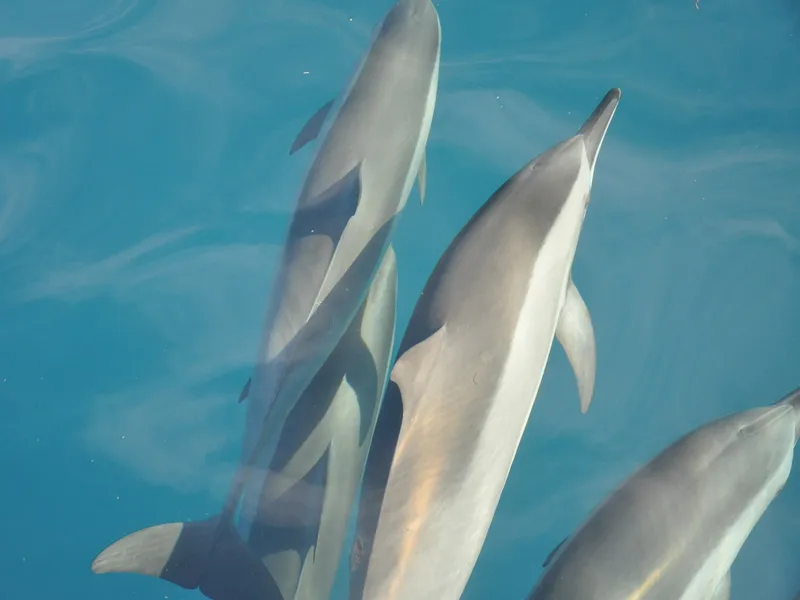 Bali: Lovina Dolphin And Snorkeling With Waterfalls Tours