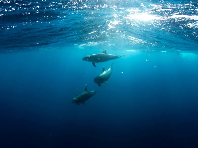 Bali/Lovina: Private or Shared Sunrise Dolphin Snorkel Tour