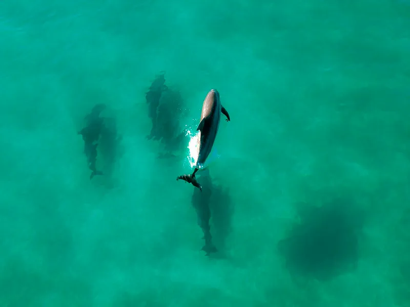 Bali/Lovina: Sunrise Dolphin Snorkel & Waterfall Cliff Jump