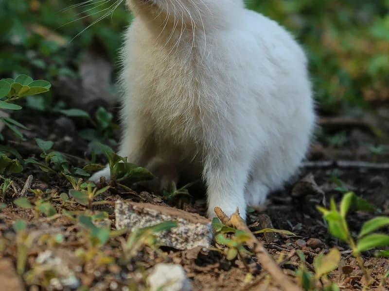 Bali: Sanur Highlights & Turtle Conservation Tour with Lunch