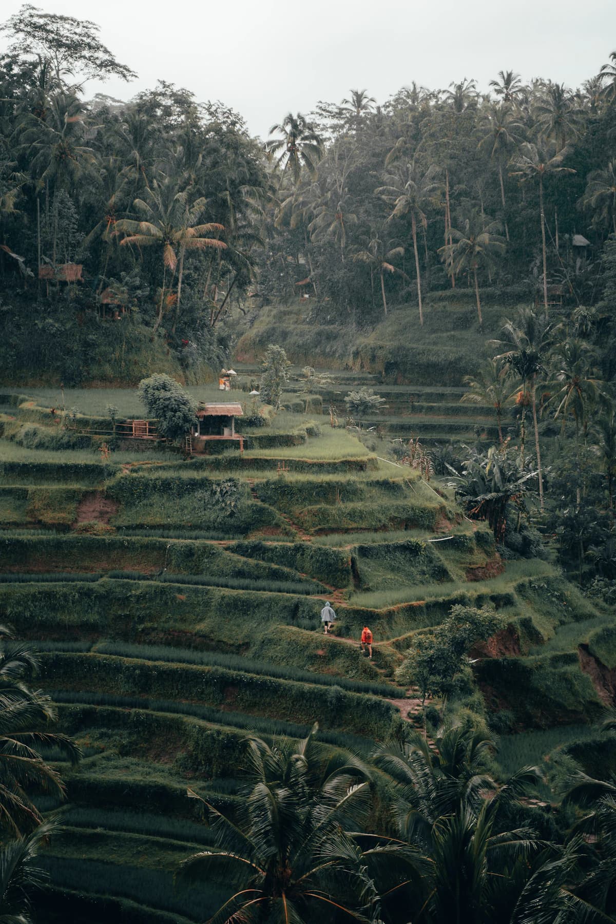 Rice terraces and tropical landscape near Ubud, Bali